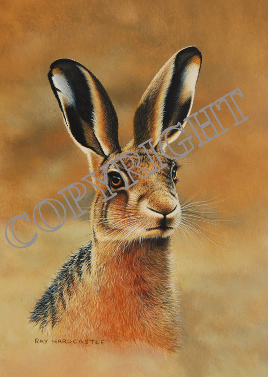 Brown Hare Study